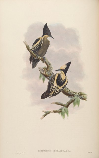 Hemicercus cordatus by John Gould